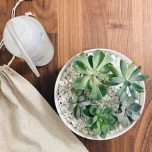 Load image into Gallery viewer, Basic Homegrown Kit