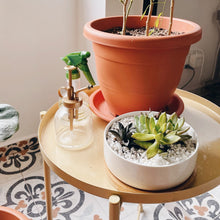 Load image into Gallery viewer, Basic Homegrown Kit