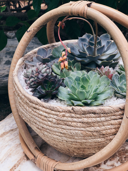 Succulent Basket